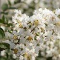 Lagerstroemia indyjska White doniczka 0,5L