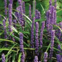 Liriope szafirkowata Big Blue doniczka 1L