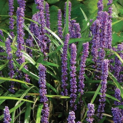 Liriope szafirkowata Big Blue doniczka 1L Liriope szafirkowata Big Blue doniczka 1L