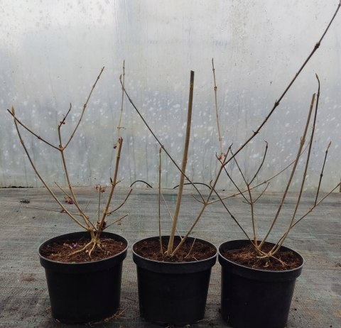 Pięknotka bodiniera Profusion doniczka 2L Pięknotka bodiniera Profusion doniczka 2L