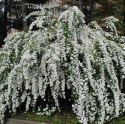 Tawuła nippońska Snowmound doniczka 3L