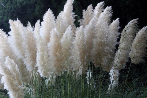 Trawa pampasowa Sunningdale Silver doniczka 1L Trawa pampasowa Sunningdale Silver doniczka 1L