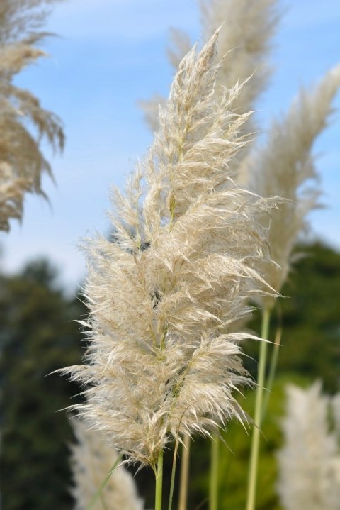 Trawa pampasowa Sunningdale Silver doniczka 1L Trawa pampasowa Sunningdale Silver doniczka 1L