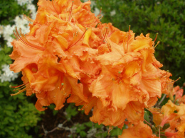 Azalia wielkokwiatowa Gibraltar doniczka 1L