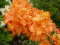 Azalia wielkokwiatowa Gibraltar doniczka 5L