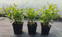Azalia wielkokwiatowa Golden Lights doniczka 0,5L