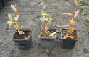 Azalia wielkokwiatowa Golden Lights doniczka 0,5L