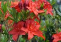 Azalia wielkokwiatowa Parkfeuer doniczka 0,5L