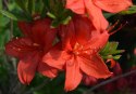 Azalia wielkokwiatowa Parkfeuer doniczka 0,5L