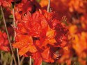 Azalia wielkokwiatowa Parkfeuer doniczka 0,5L