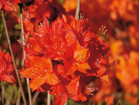 Azalia wielkokwiatowa Parkfeuer doniczka 0,5L Azalia wielkokwiatowa Parkfeuer doniczka 0,5L