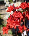 Azalia wielkokwiatowa Parkfeuer doniczka 0,5L