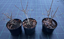 Azalia wielkokwiatowa Parkfeuer doniczka 5L