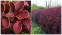 Berberys thunberga Golden Ring Purpurowe Liście doniczka 0,5L