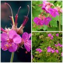 Bodziszek korzeniasty Geranium Różowe Kwiaty doniczka 1L