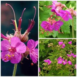 Bodziszek korzeniasty Geranium Różowe Kwiaty doniczka 1L