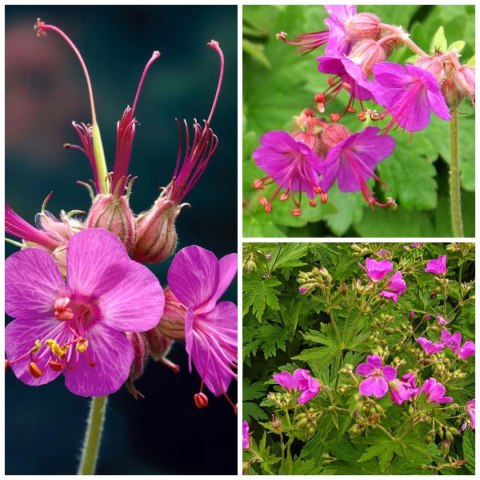 Bodziszek korzeniasty Geranium Różowe Kwiaty doniczka 1L Bodziszek korzeniasty Geranium Różowe Kwiaty doniczka 1L