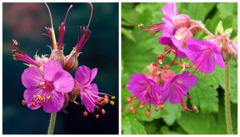 Bodziszek korzeniasty Geranium Różowe Kwiaty doniczka 1L Bodziszek korzeniasty Geranium Różowe Kwiaty doniczka 1L