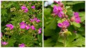 Bodziszek korzeniasty Geranium Różowe Kwiaty doniczka 1L