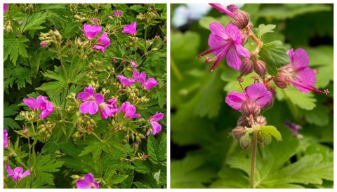 Bodziszek korzeniasty Geranium Różowe Kwiaty doniczka 1L Bodziszek korzeniasty Geranium Różowe Kwiaty doniczka 1L