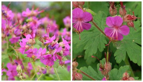 Bodziszek korzeniasty Geranium Różowe Kwiaty doniczka 1L Bodziszek korzeniasty Geranium Różowe Kwiaty doniczka 1L