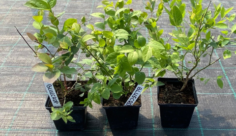 Borówka amerykańska Bluecrop doniczka 1L Borówka amerykańska Bluecrop doniczka 1L