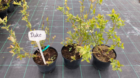 Borówka amerykańska Duke doniczka 3L Borówka amerykańska Duke doniczka 3L