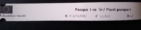 Budleja dawida Buzz Midnight fioletowa doniczka 1L Budleja dawida Buzz Midnight fioletowa doniczka 1L