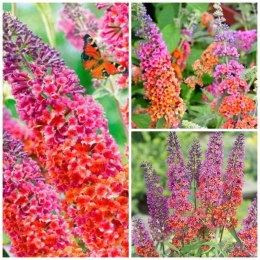 Budleja Flower Power Dwukolorowa doniczka 1L