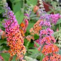 Budleja Flower Power Dwukolorowa doniczka 1L
