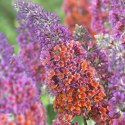 Budleja Flower Power Dwukolorowa doniczka 1L