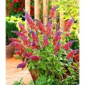 Budleja Flower Power Dwukolorowa doniczka 1L