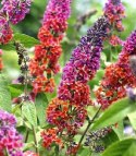 Budleja Flower Power Dwukolorowa doniczka 1L