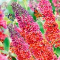 Budleja Flower Power Dwukolorowa doniczka 1L