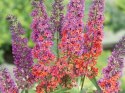 Budleja Flower Power Dwukolorowa doniczka 1L