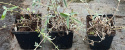 Budleja Flower Power Dwukolorowa doniczka 1L