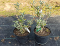 Budleja dawida White Profusion doniczka 2L
