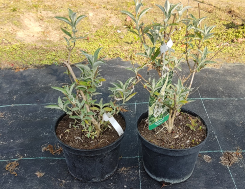 Budleja dawida White Profusion doniczka 2L Budleja dawida White Profusion doniczka 2L