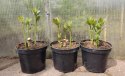 Hibiskus Bylinowy Berry Awesome Wielkie Kwiaty C2