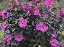 Hibiskus Bylinowy Berry Awesome Wielkie Kwiaty C2