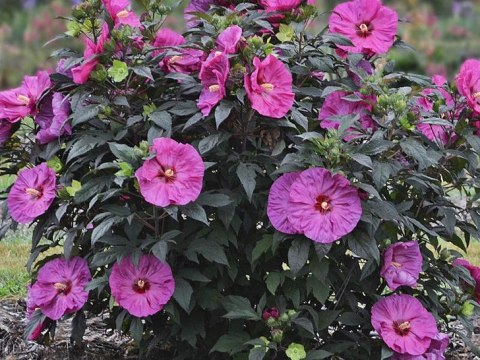 Hibiskus Bylinowy Berry Awesome Wielkie Kwiaty C2 Hibiskus Bylinowy Berry Awesome Wielkie Kwiaty C2