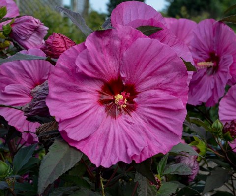 Hibiskus Bylinowy Berry Awesome Wielkie Kwiaty C2 Hibiskus Bylinowy Berry Awesome Wielkie Kwiaty C2