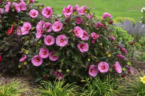 Hibiskus Bylinowy Berry Awesome Wielkie Kwiaty C2 Hibiskus Bylinowy Berry Awesome Wielkie Kwiaty C2