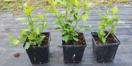 Hibiskus Sanchoyo doniczka 1L