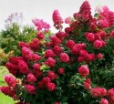 Hortensja bukietowa Diamant Rouge doniczka 3L