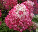 Hortensja bukietowa Diamant Rouge doniczka 3L