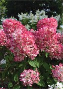 Hortensja bukietowa Diamant Rouge doniczka 3L