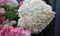 Hortensja bukietowa Diamant Rouge doniczka 3L