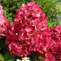 Hortensja bukietowa Diamant Rouge doniczka 3L