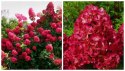 Hortensja bukietowa Diamant Rouge doniczka 3L